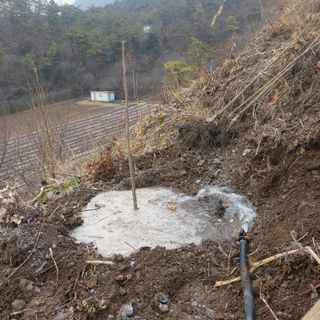 가로수님의 감 · 영농일지 작성글 사진