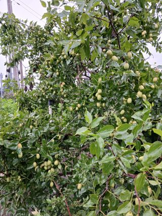 고추18292님의 기타작물 · 영농일지 작성글 사진