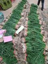 팜모닝 파·영농일지 게시글 이미지