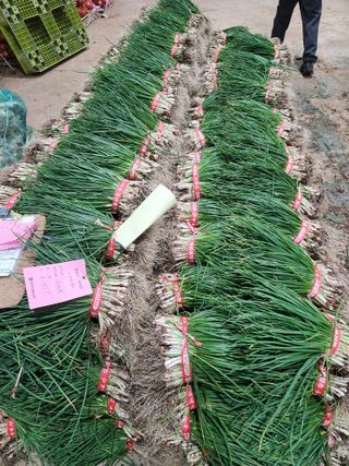 김저팔계님의 파 · 영농일지 작성글 사진