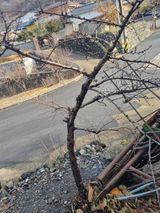 팜모닝 감·영농일지 게시글 이미지