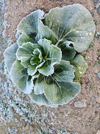 김제일주농장님의 배추 · 영농일지 작성글 사진