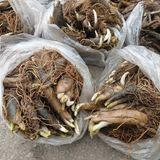 팜모닝 기타작물·영농일지 게시글 이미지