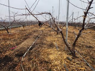 꿀복이농장님의 복숭아 · 영농일지 작성글 사진