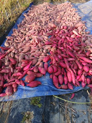 고추18292님의 기타작물 · 영농일지 작성글 사진