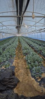 팜모닝 토마토·영농일지 게시글 이미지