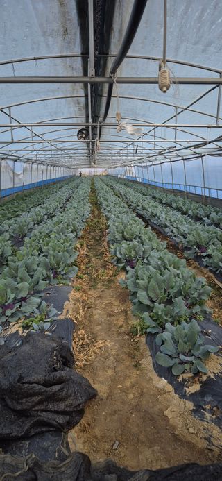 미노님의 토마토 · 영농일지 작성글 사진