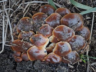 김해주님의 참깨 · 영농일지 작성글 사진