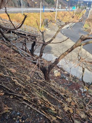 김용대님의 감 · 영농일지 작성글 사진