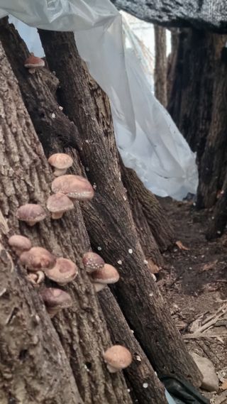 김동명님의 버섯 · 영농일지 작성글 사진