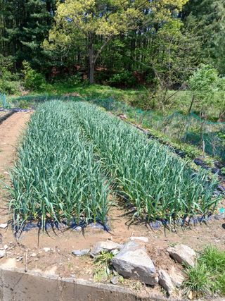 고추18292님의 고구마 · 영농일지 작성글 사진