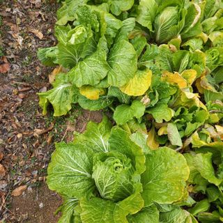 김건우님의 기타작물 · 영농일지 작성글 사진