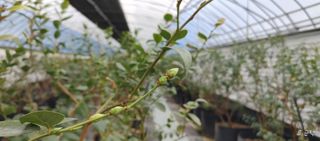 류근택님의 블루베리 · 영농일지 작성글 사진