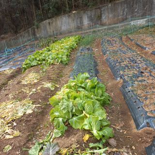 김건우님의 기타작물 · 영농일지 작성글 사진