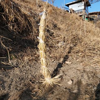 가로수님의 감 · 영농일지 작성글 사진
