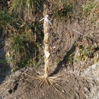 가로수님의 감 · 영농일지 작성글 사진