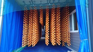 이순기님의 감 · 영농일지 작성글 사진