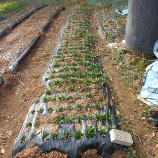 김건우님의 기타작물 · 영농일지 작성글 사진