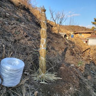 가로수님의 감 · 영농일지 작성글 사진