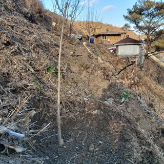 가로수님의 감 · 영농일지 작성글 사진