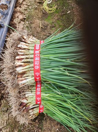 김저팔계님의 파 · 영농일지 작성글 사진