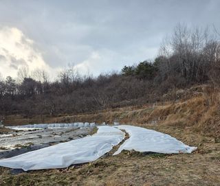 열정님의 마늘 · 영농일지 작성글 사진