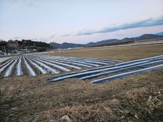 태이린팜님의 시금치 · 영농일지 작성글 사진