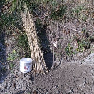 가로수님의 감 · 영농일지 작성글 사진