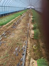 김저팔계님의 작성글 사진