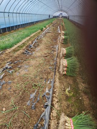 김저팔계님의 파 · 영농일지 작성글 사진