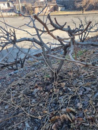 김용대님의 감 · 영농일지 작성글 사진