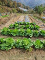 팜모닝 기타작물·영농일지 게시글 이미지