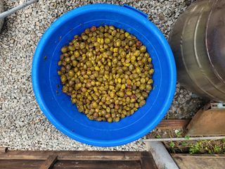 이용찬 열매마농원님의 매실 · 영농일지 작성글 사진