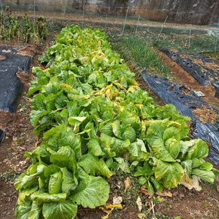 김건우님의 기타작물 · 영농일지 작성글 사진