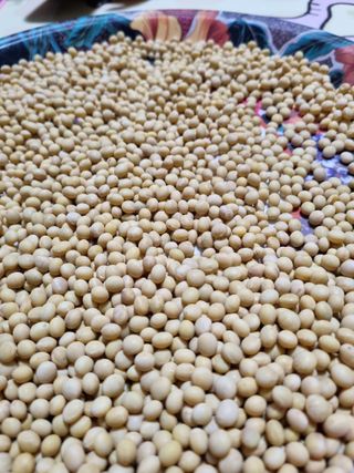 논산푸른팜님의 콩 · 영농일지 작성글 사진