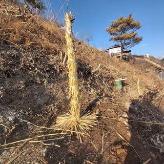 가로수님의 감 · 영농일지 작성글 사진