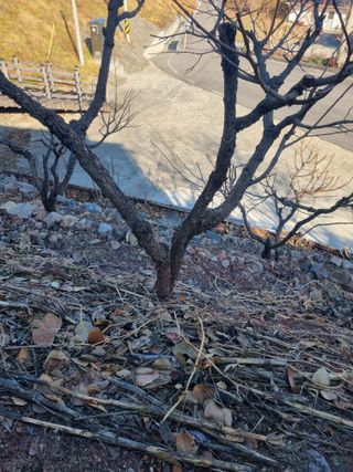 김용대님의 감 · 영농일지 작성글 사진