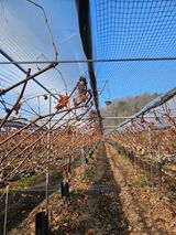 팜모닝 포도·영농일지 게시글 이미지