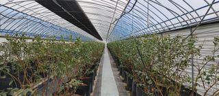 류근택님의 블루베리 · 영농일지 작성글 사진