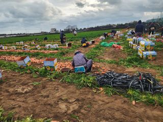 오양석님의 기타작물 · 영농일지 작성글 사진