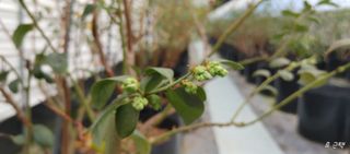 류근택님의 블루베리 · 영농일지 작성글 사진