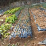 팜모닝 기타작물·영농일지 게시글 이미지