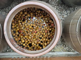 이용찬 열매마농원님의 매실 · 영농일지 작성글 사진