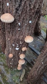 팜모닝 버섯·영농일지 게시글 이미지