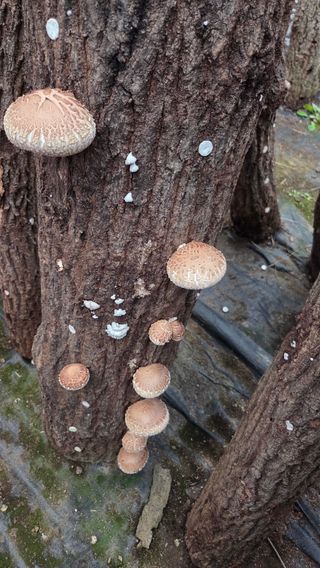 한밭농원님의 버섯 · 영농일지 작성글 사진