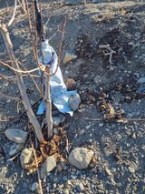 팜모닝 기타작물·영농일지 게시글 이미지