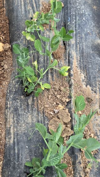 한밭농원님의 버섯 · 영농일지 작성글 사진