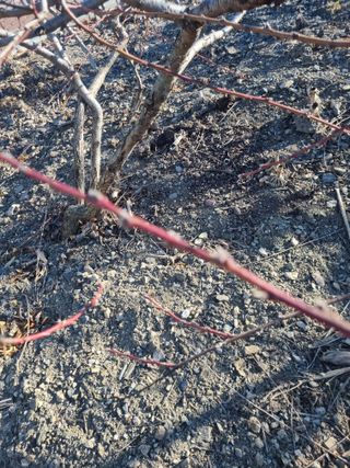 김용대님의 기타작물 · 영농일지 작성글 사진