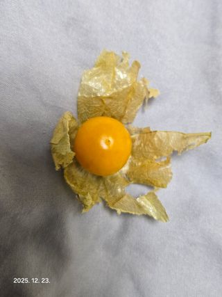 Captain김상곤님의 귤 · 영농일지 작성글 사진