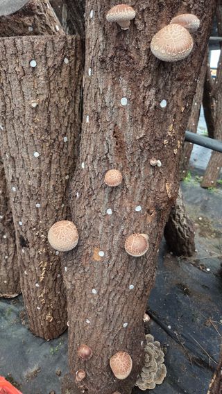 한밭농원님의 버섯 · 영농일지 작성글 사진